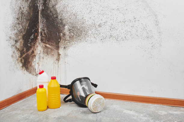 Best Kitchen Mold Remediation in Baldn, WI