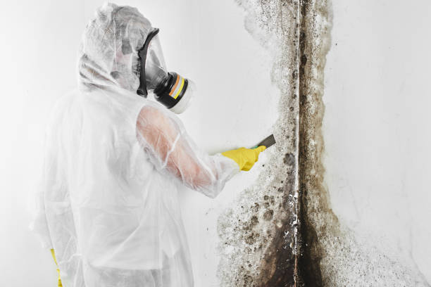 Best DIY Mold Remediation Support Services in Baldn, WI