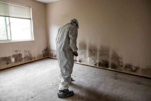 Best HVAC Mold Remediation in Baldn, WI